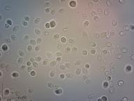 houžovec medvědí houžovec medvědí