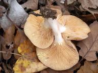 ryzec zlatomléčný ryzec zlatomléčný