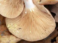 ryzec zlatomléčný ryzec zlatomléčný