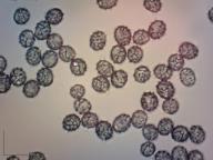 ryzec zlatomléčný ryzec zlatomléčný