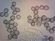 holubinka palčivolupenná holubinka palčivolupenná