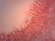 holubinka palčivolupenná holubinka palčivolupenná