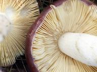 holubinka hořká holubinka hořká