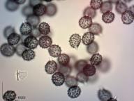 holubinka hořká holubinka hořká