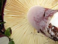 holubinka jízlivá holubinka jízlivá