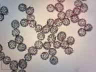 holubinka jízlivá holubinka jízlivá