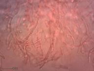 holubinka jízlivá holubinka jízlivá