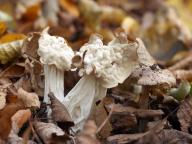 chřapáč kadeřavý chřapáč kadeřavý