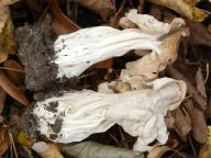 chřapáč kadeřavý chřapáč kadeřavý