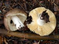 holubinka modřínová holubinka modřínová