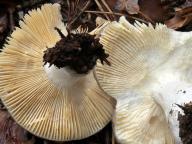 holubinka modřínová holubinka modřínová