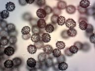 holubinka modřínová holubinka modřínová