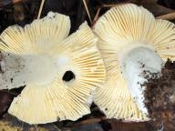 holubinka modřínová holubinka modřínová