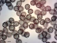 holubinka modřínová holubinka modřínová