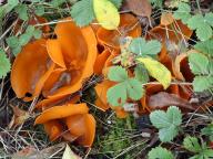 mísenka oranžová mísenka oranžová