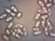 mísenka oranžová mísenka oranžová