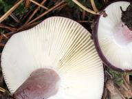 holubinka angreštová holubinka angreštová