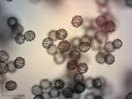 holubinka angreštová holubinka angreštová