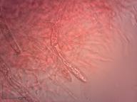 holubinka angreštová holubinka angreštová