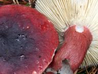 holubinka angreštová holubinka angreštová