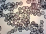 holubinka angreštová holubinka angreštová