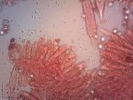 holubinka angreštová holubinka angreštová