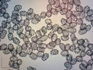 Lactarius pubescens  Lactarius pubescens