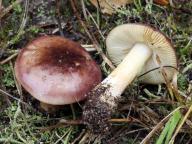 holubinka unylá holubinka unylá