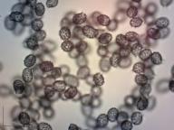 holubinka unylá holubinka unylá