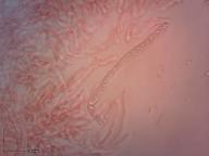 holubinka unylá holubinka unylá