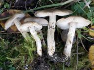 čirůvka kroužkatá čirůvka kroužkatá