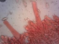 slizák lepkavý slizák lepkavý