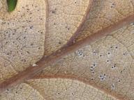 Erysiphe alphitoides 