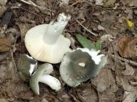 Russula parazurea - holubinka podmra�n�