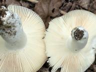 Russula parazurea Russula parazurea