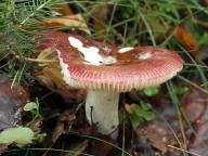 Russula nitida - holubinka lesklá