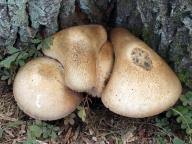Volvariella bombycina - kukmák bělovlnný