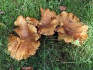 Paxillus rubicundulus - čechratka olšová