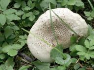 Amanita solitaria - muchom�rka je�ohlav�