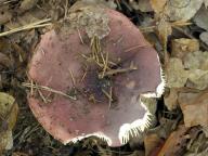 Russula graveolens - holubinka slane�kov�