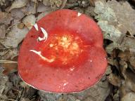 Russula rosea - holubinka sli�n�