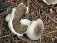 Russula aeruginea - holubinka trávozelená