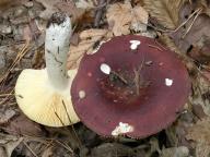 Russula badia - holubinka brun�tn�