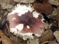 Russula carpini - holubinka habrov�