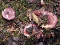 Russula badia - holubinka brunátná
