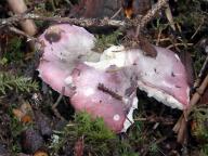 Russula atrorubens - holubinka tmavočervená