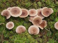Lactarius glyciosmus - ryzec vonn�