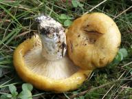 Lactarius scrobiculatus