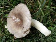 Russula firmula - holubinka neleskl�