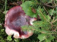 Russula queletii - holubinka Qu�letova